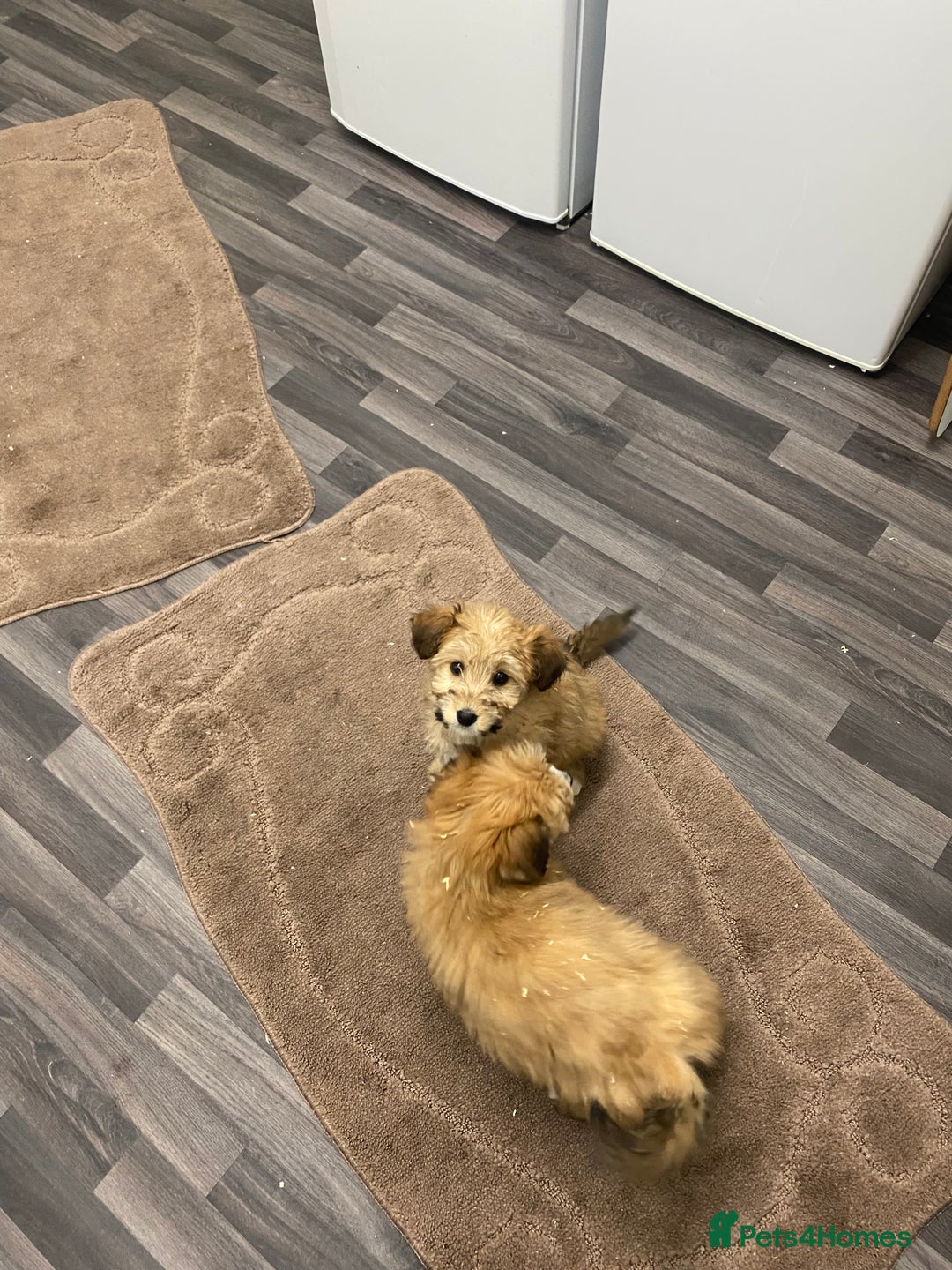 Mixed Breed dogs for sale: beautiful terrier x poodle puppies  - Advert 8