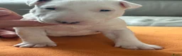 English Bull Terrier dogs for sale: beautiful KC registered bull terrier pups - Advert 10