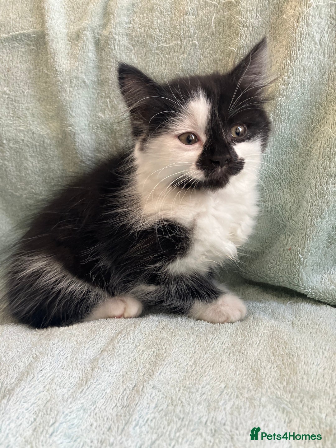 Mixed Breed cats for sale: Beautiful very fluffy kittens ready - Advert 6