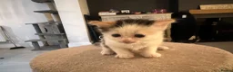 Ragdoll cats for sale: ❤️Beautiful Ragdoll Kittens❤️ in Brentwood - Advert 12