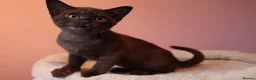 Burmese cats for sale: Beautiful Healthy Burmese  - Advert 29