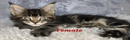 Maine Coon cats for sale: TICA KING SIZE MAINE COON CUBS - Advert 7