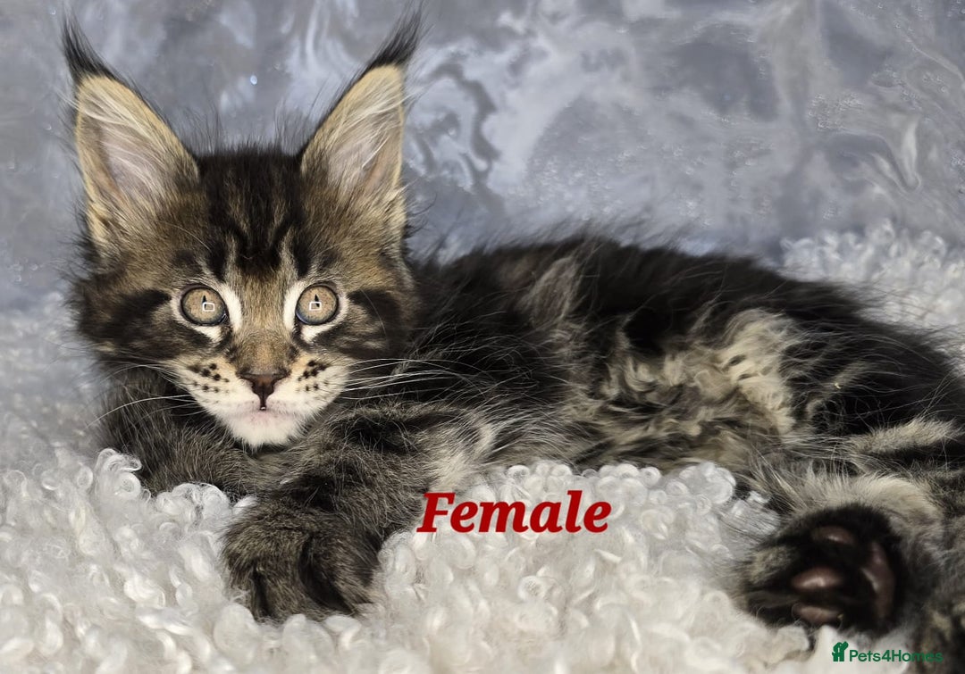 Maine Coon cats for sale: TICA KING SIZE MAINE COON CUBS - Advert 7