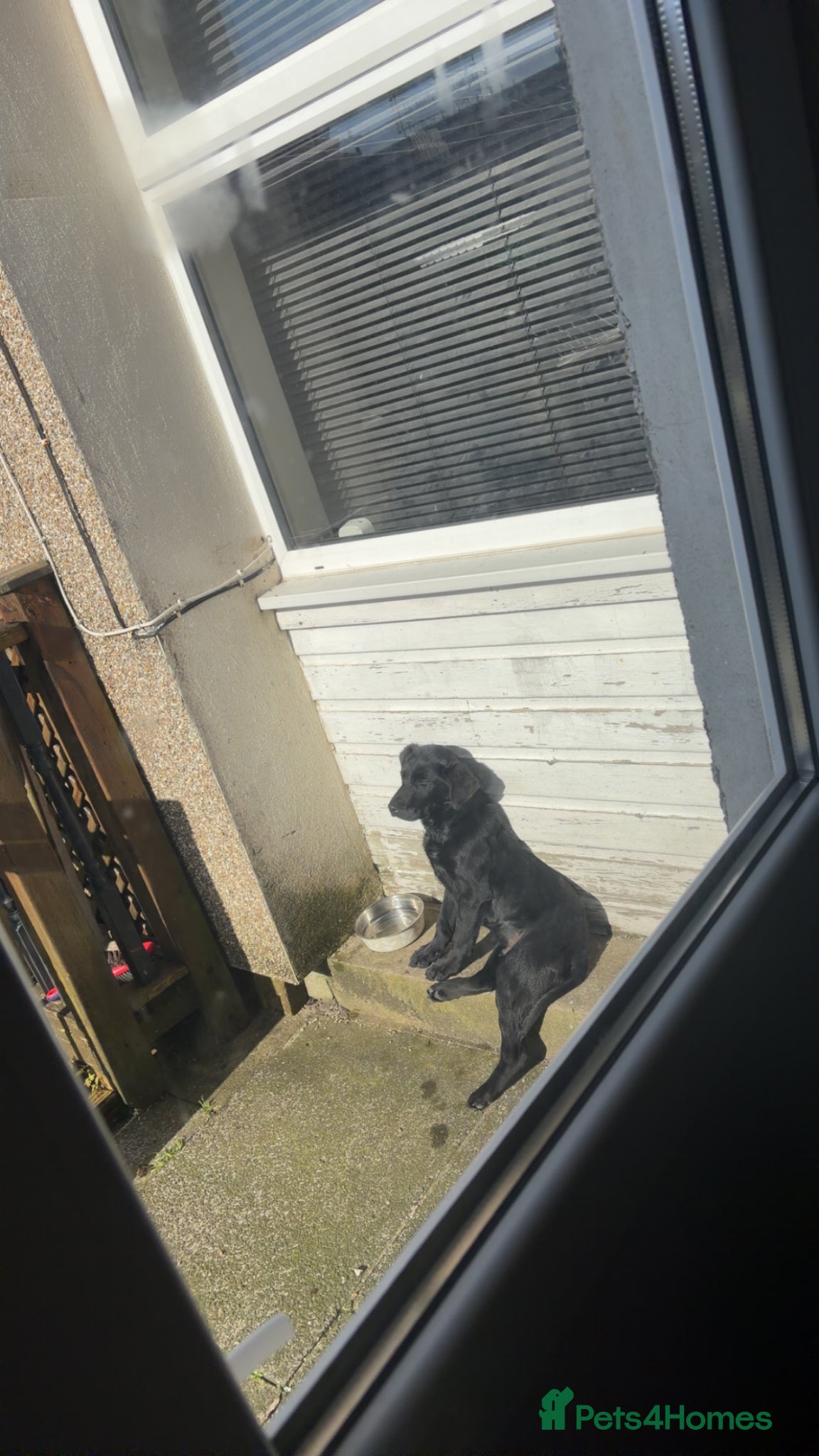 Labrador Retriever dogs for sale: Full male/ black Labrador 7months for sale  - Advert 2