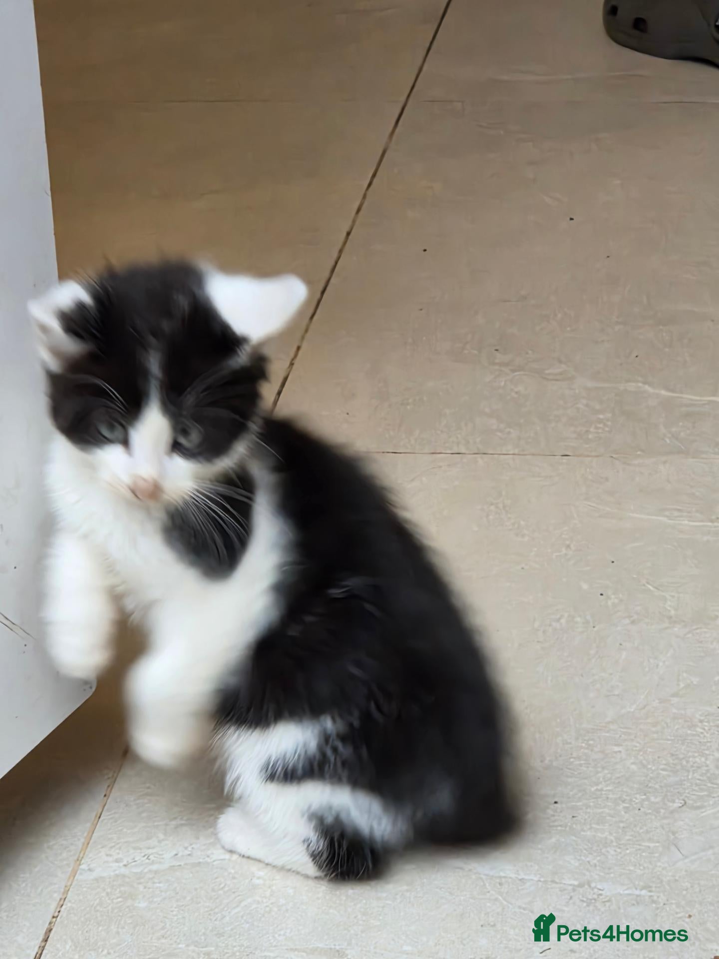 Mixed Breed cats Bsh x kitten  - Advert 1