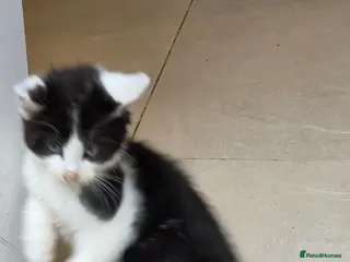 Mixed Breed cats Bsh x kitten - Advert 1