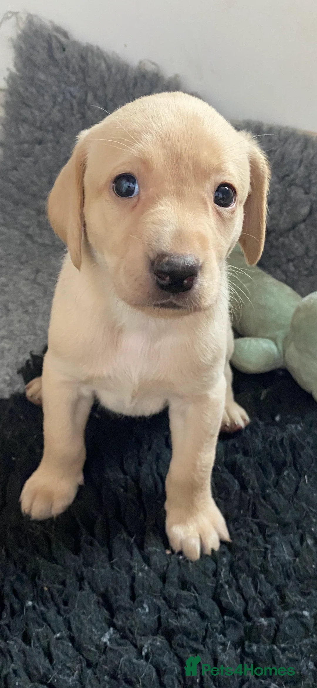 Labrador Retriever dogs for sale: 2 lab pups, both yellow  in Kirriemuir - Advert 2