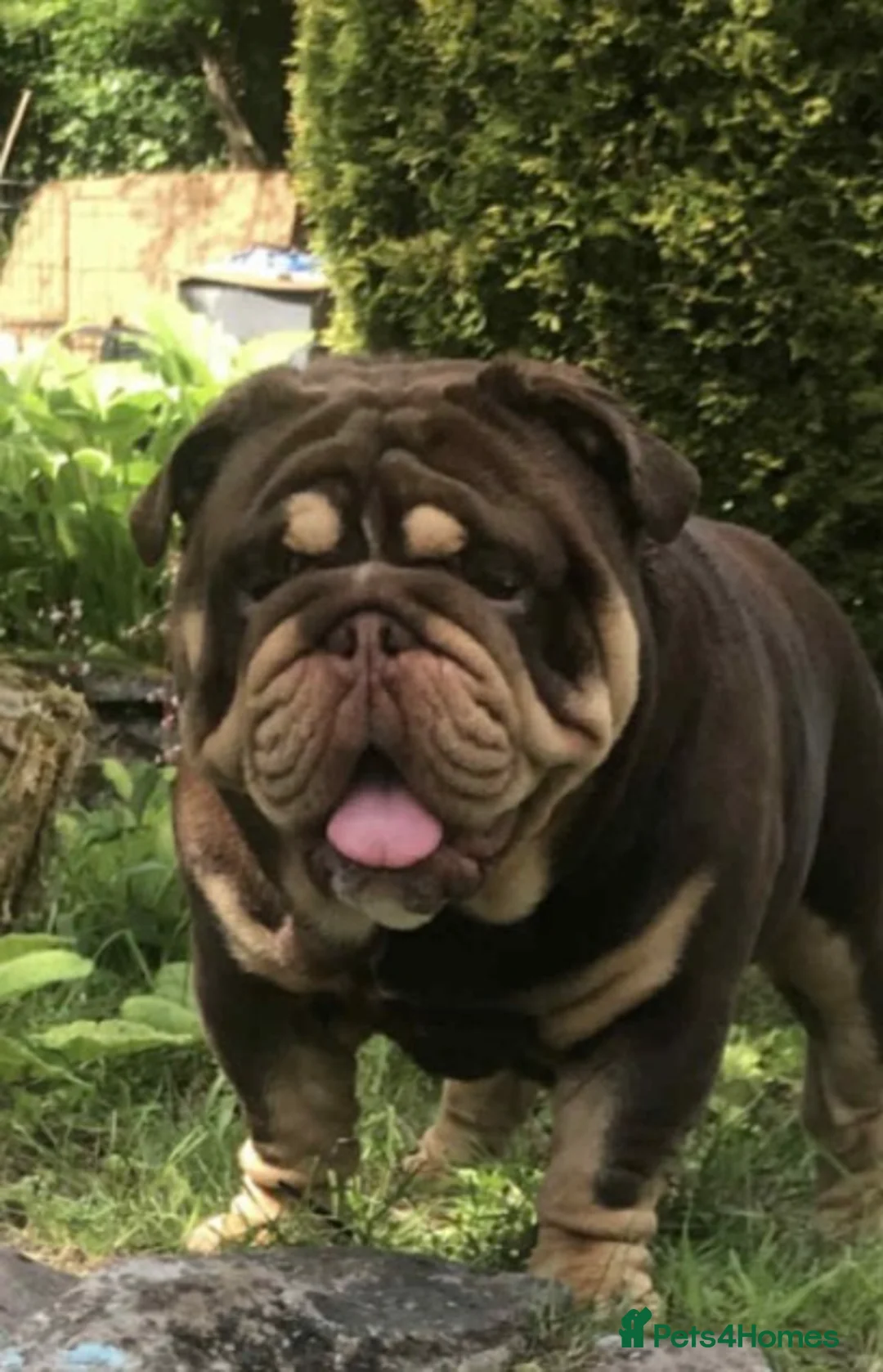 English Bulldog dogs for sale: KC English Bulldog Puppies Exceptional Quality  - Advert 27