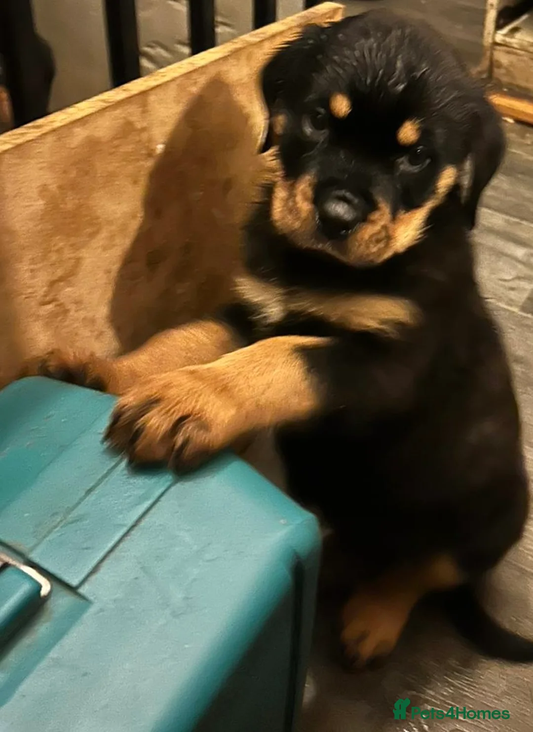 Rottweiler dogs for sale: 1 kc Rottweiler Boys for sale  - Advert 2