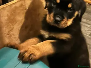 Rottweiler dogs 3 KC Rottweiler Boys for sale - Advert 20
