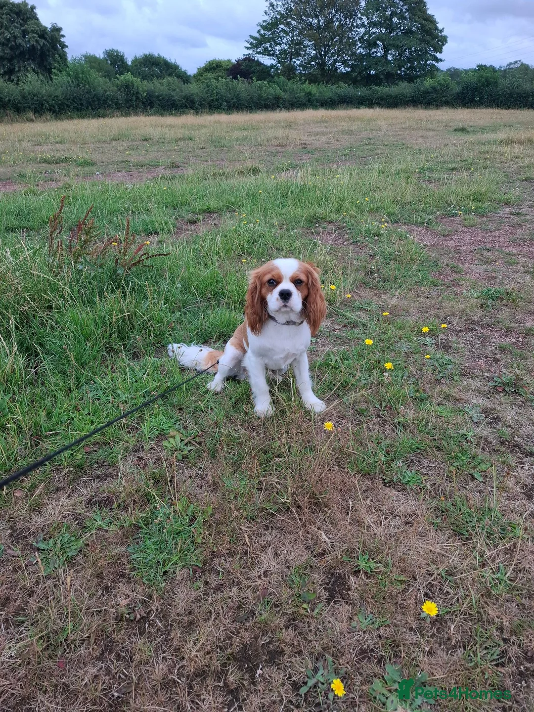 Cavalier King Charles Spaniel dogs for stud: Hugo Cavalier Stud - Advert 2