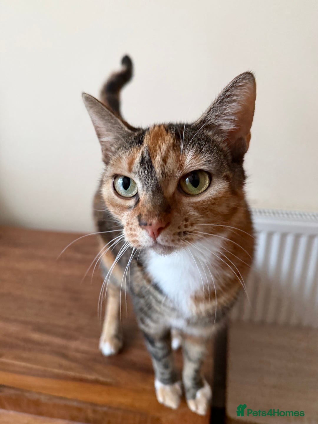 Domestic Shorthair cats for sale: Free Rehome 10 cats - Advert 5