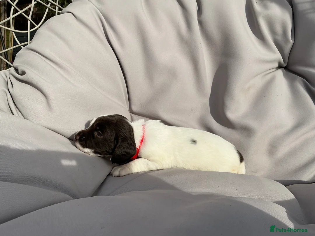 English Springer Spaniel dogs for sale: KC Working English Springer Spaniel - 87 FTCH & IR in Halesworth - Advert 33