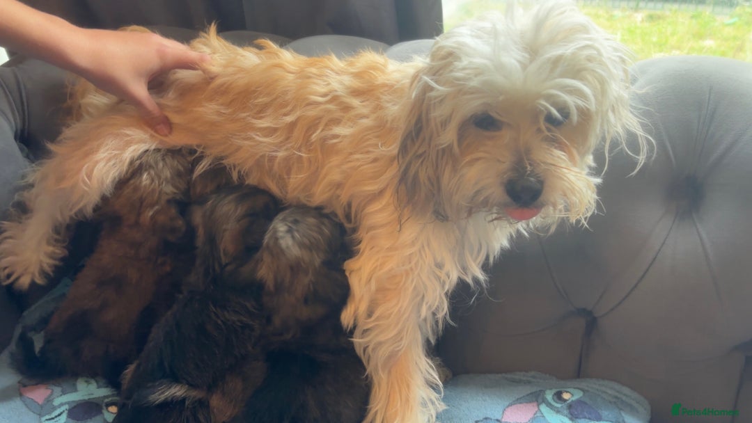 Shihpoo dogs for sale: Beautiful ship-poo - Image 7