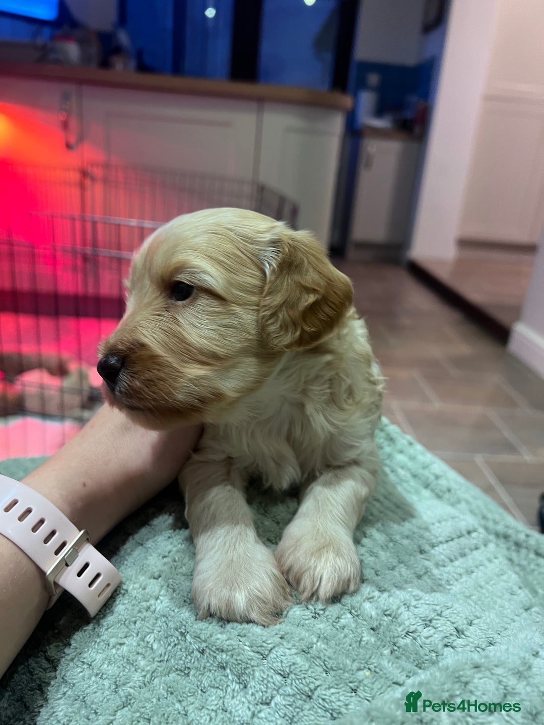 Cockapoo dogs for sale: F1B Cockapoo Puppies - Image 14