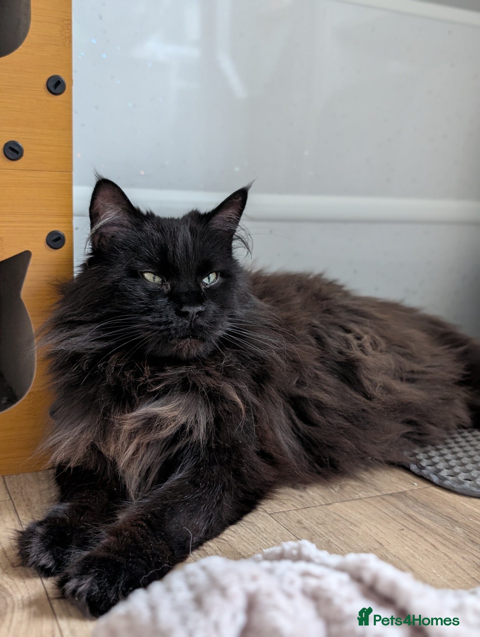 Maine Coon cats Stunning Tica pedigree kittens - Advert 1