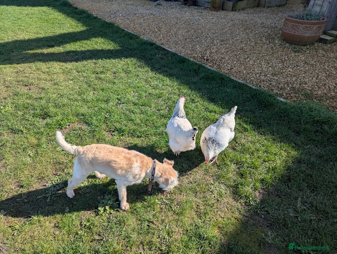 Chickens poultry for sale: Light Sussex point of lay chickens for sale - Advert 1