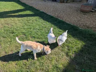 Chickens poultry Light Sussex point of lay chickens for sale - Advert 1