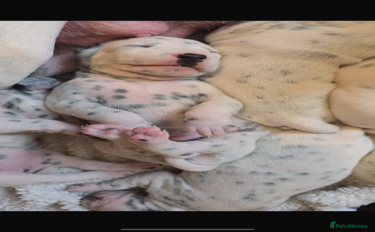 Dalmatian dogs - Advert 15