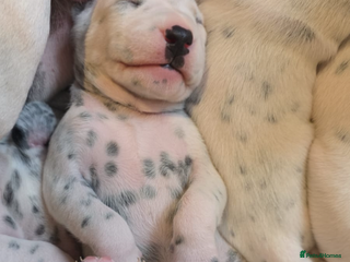 Dalmatian dogs - Advert 15