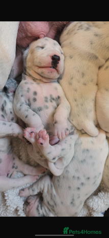 Dalmatian dogs - Advert 15