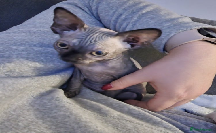Sphynx cats - Advert 3