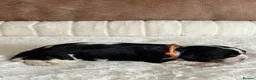 Cavalier King Charles Spaniel dogs for sale: * KC Reg Health Tested Puppies *  - Advert 13