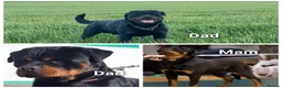 Rottweiler dogs for sale: Kc Show Quality male puppy - Advert 7