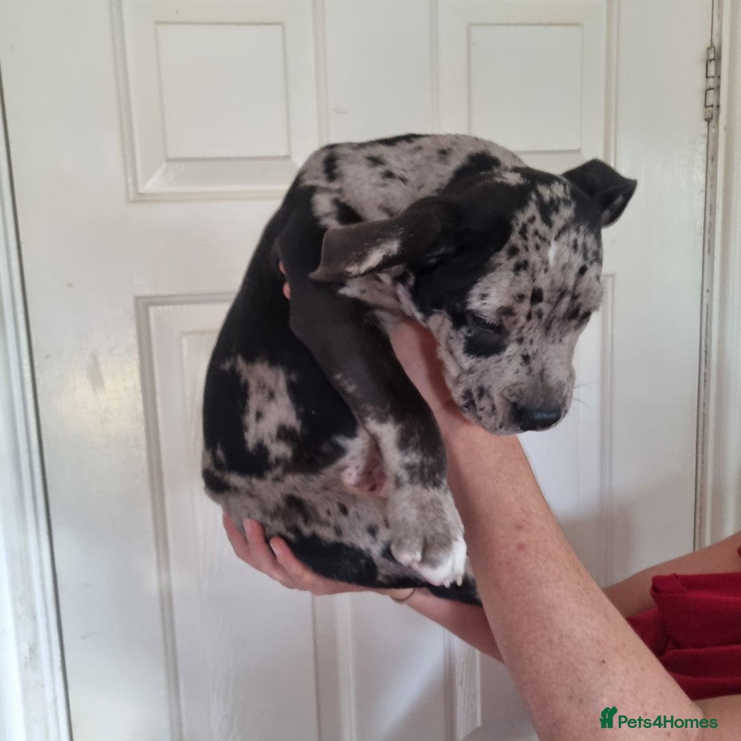 American Bully dogs for sale: David  - Image 21