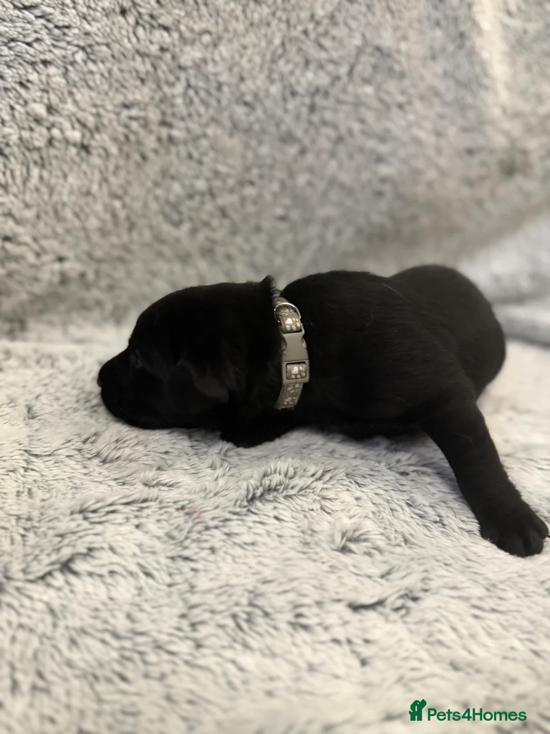 Labrador Retriever dogs for sale: KC Registered Labrador Retriever Puppies - Advert 14