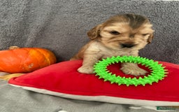 Cocker Spaniel dogs for sale: Show cocker spaniel puppies viewings this weekend! - Image 4
