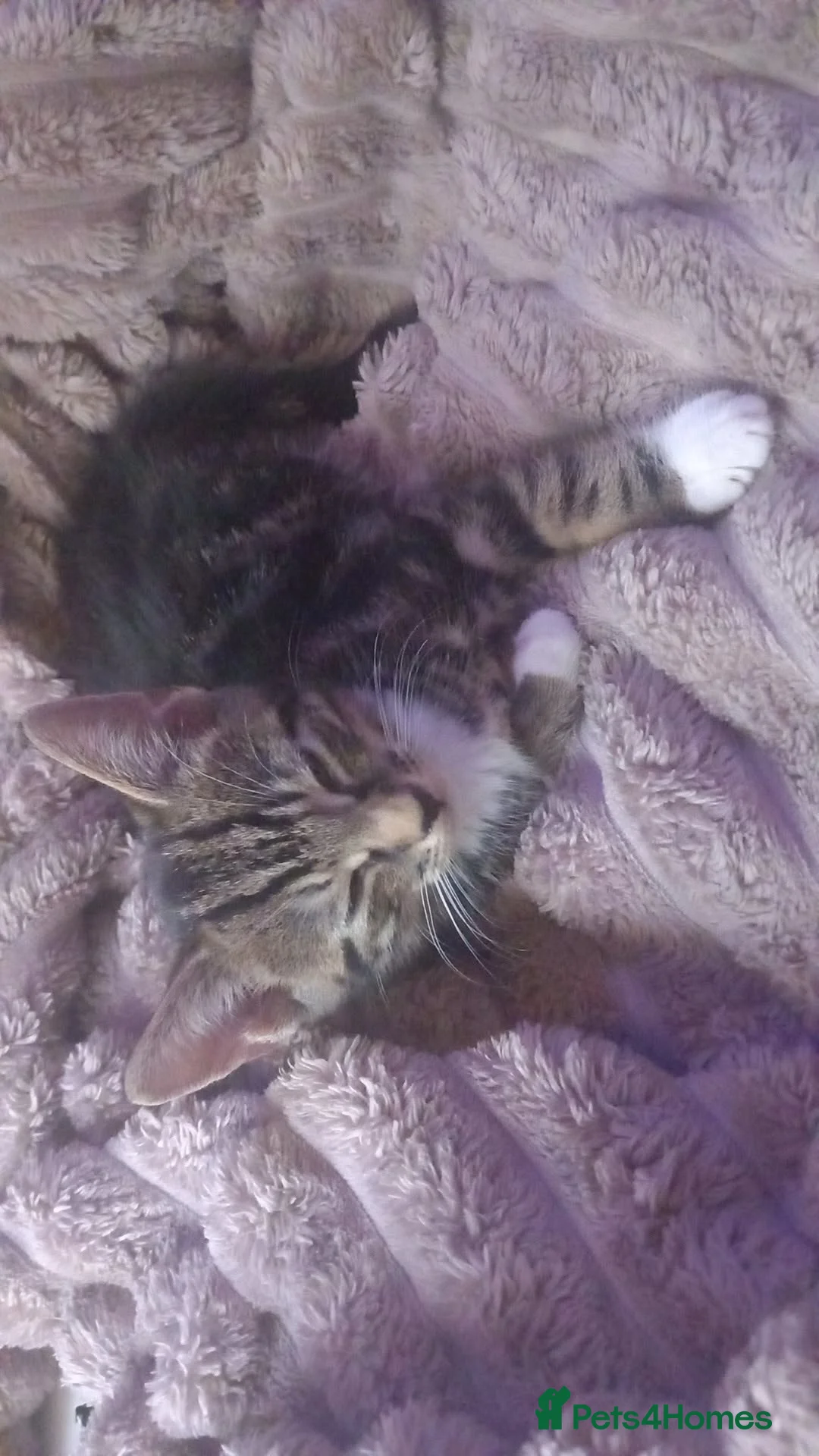 Domestic Shorthair cats for sale: Nelson B and Marshmallow (bonded pair) in Doncaster - Advert 7