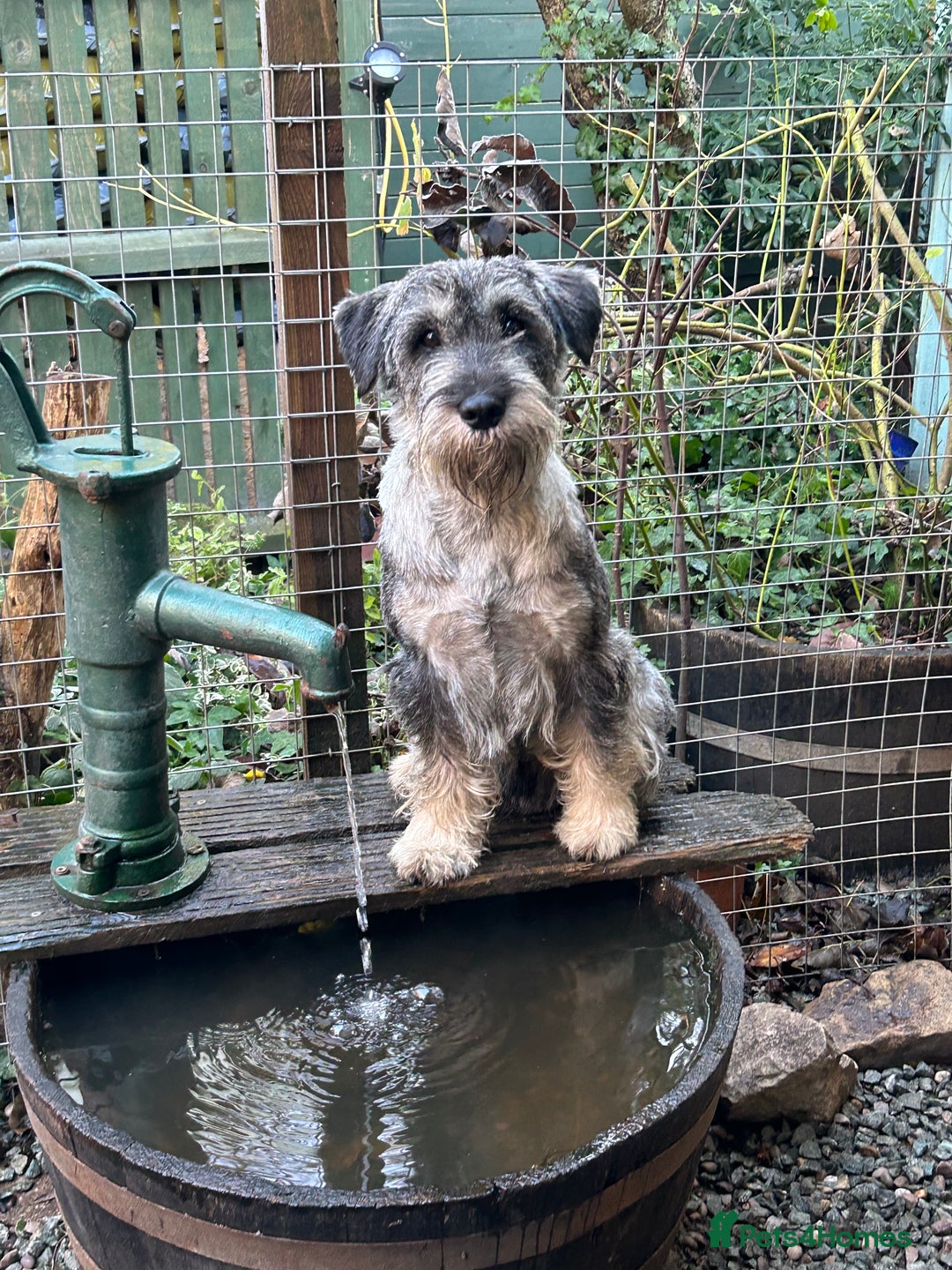 Schnauzer dogs for sale: Male adult standard schnauzers  - Image 3