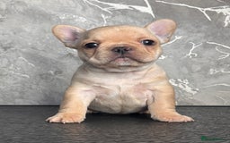 French Bulldog dogs for sale: Champion Sired Fawn / red fawn French bulldogs - Advert 14
