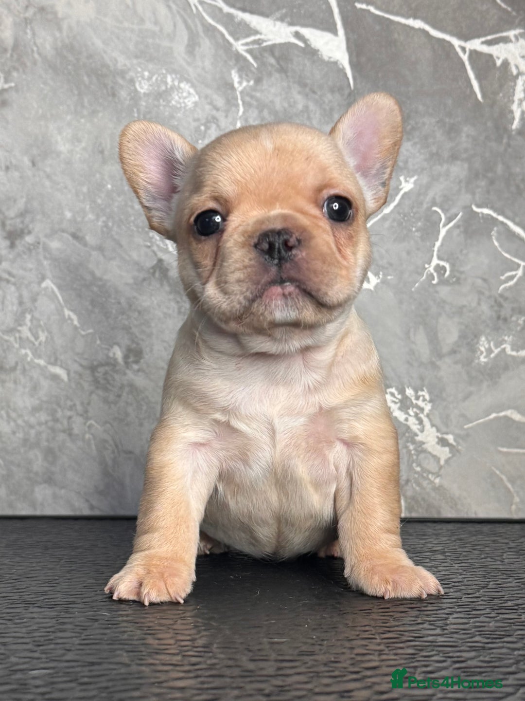 French Bulldog dogs for sale: Champion Sired Fawn / red fawn French bulldogs - Advert 14