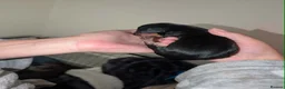 Miniature Dachshund dogs for sale: Lovely litter of 7 daschund puppies! - Advert 2