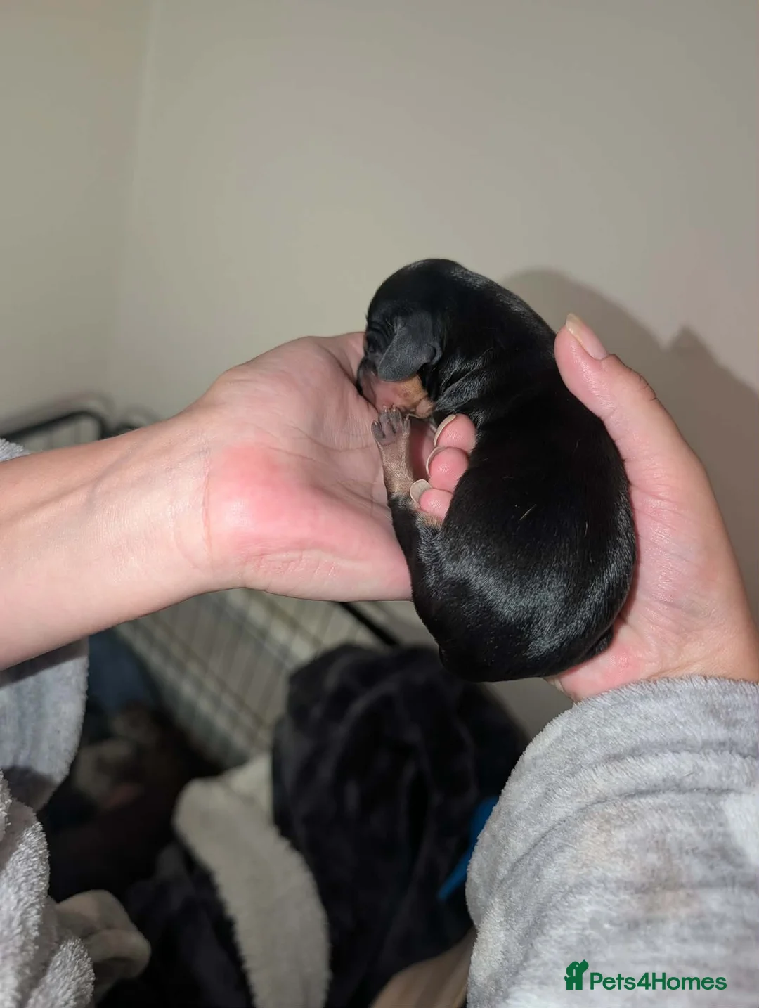Miniature Dachshund dogs for sale: Lovely litter of 7 daschund puppies! - Advert 2