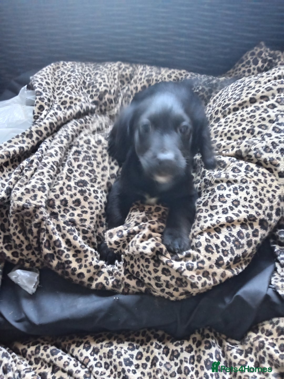 Mixed Breed dogs for sale: Cockapoo x jack Russell DNA health tested clear m - Advert 5