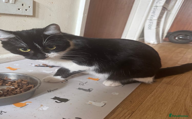 Domestic Shorthair cats - Advert 13