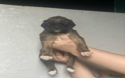 Mixed Breed dogs for sale: 3 tan girls remaining  - Image 1