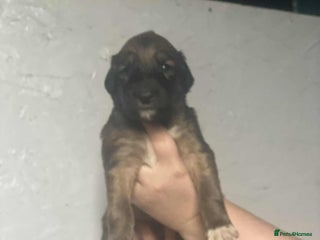 Mixed Breed dogs - Advert 5