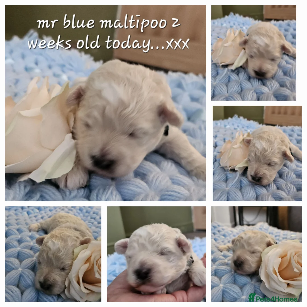 Toy Poodle dogs for stud:  stud toy poodle, KC reg and DNA tested and clear in Gloucester - Advert 14