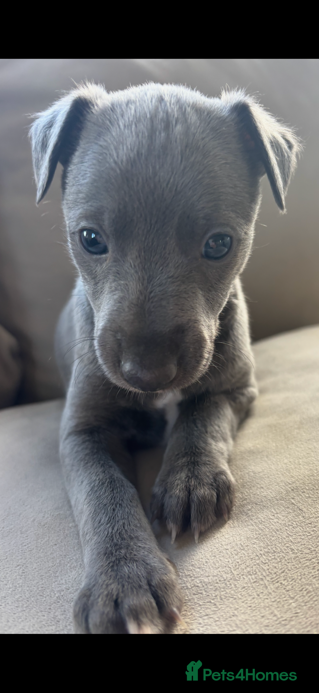 Whippet dogs for sale: Stunning KC registered whippet puppy’s  - Advert 5