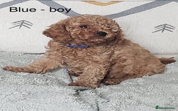 Cavapoo dogs for sale: 7 week old Cavapoo puppies - Bucks/Herts border - Image 7