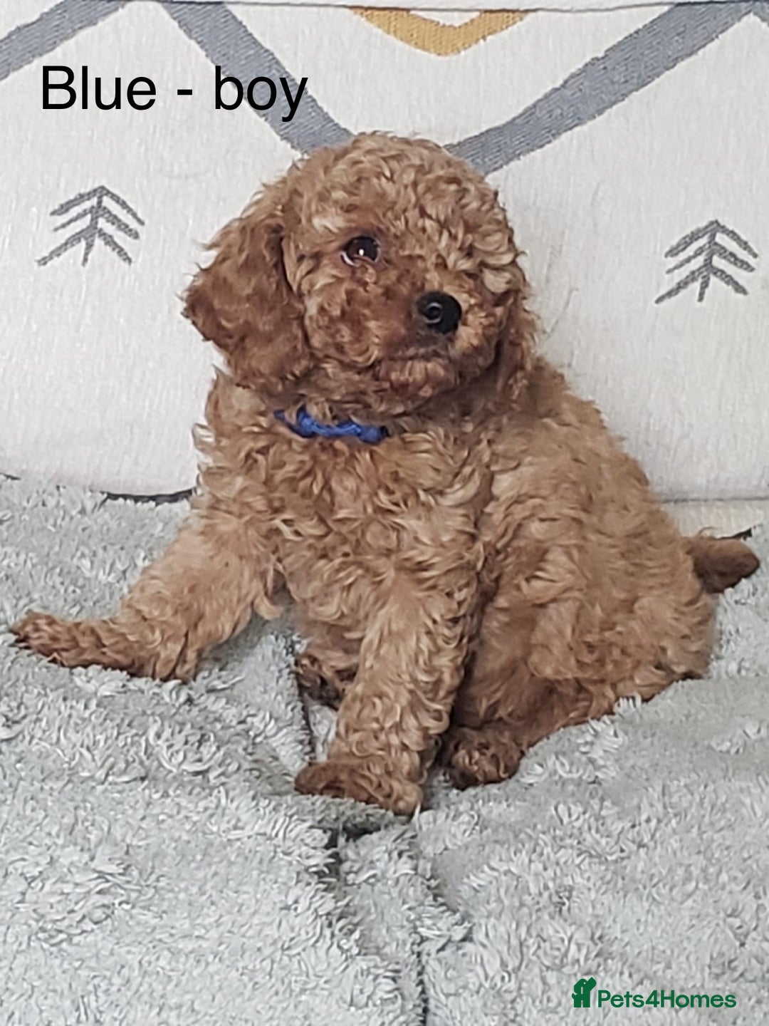 Cavapoo dogs for sale: 7 week old Cavapoo puppies - Bucks/Herts border - Image 7