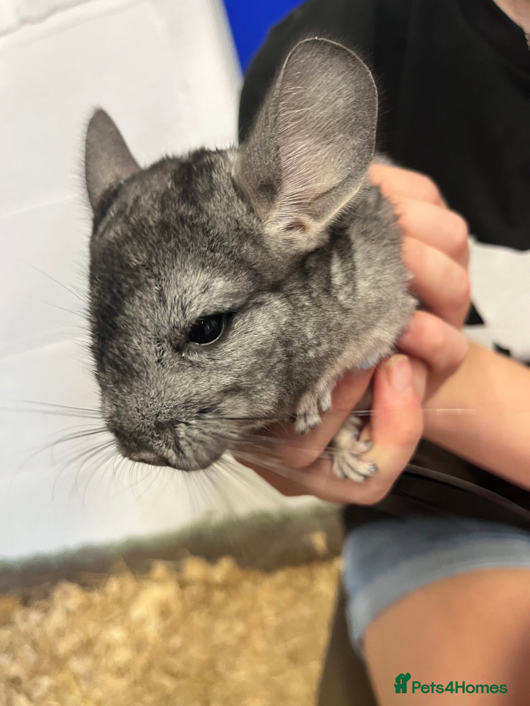 Chinchilla rodents for sale: Super friendly Chinchilla’s  - Image 3