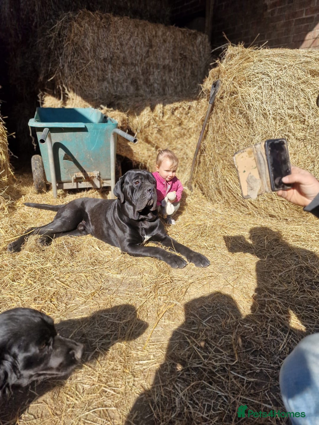 Cane Corso dogs for sale: Top quality  - Image 14
