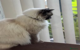Ragdoll cats for sale: 20 month old  female ragdoll snowie  - Image 2