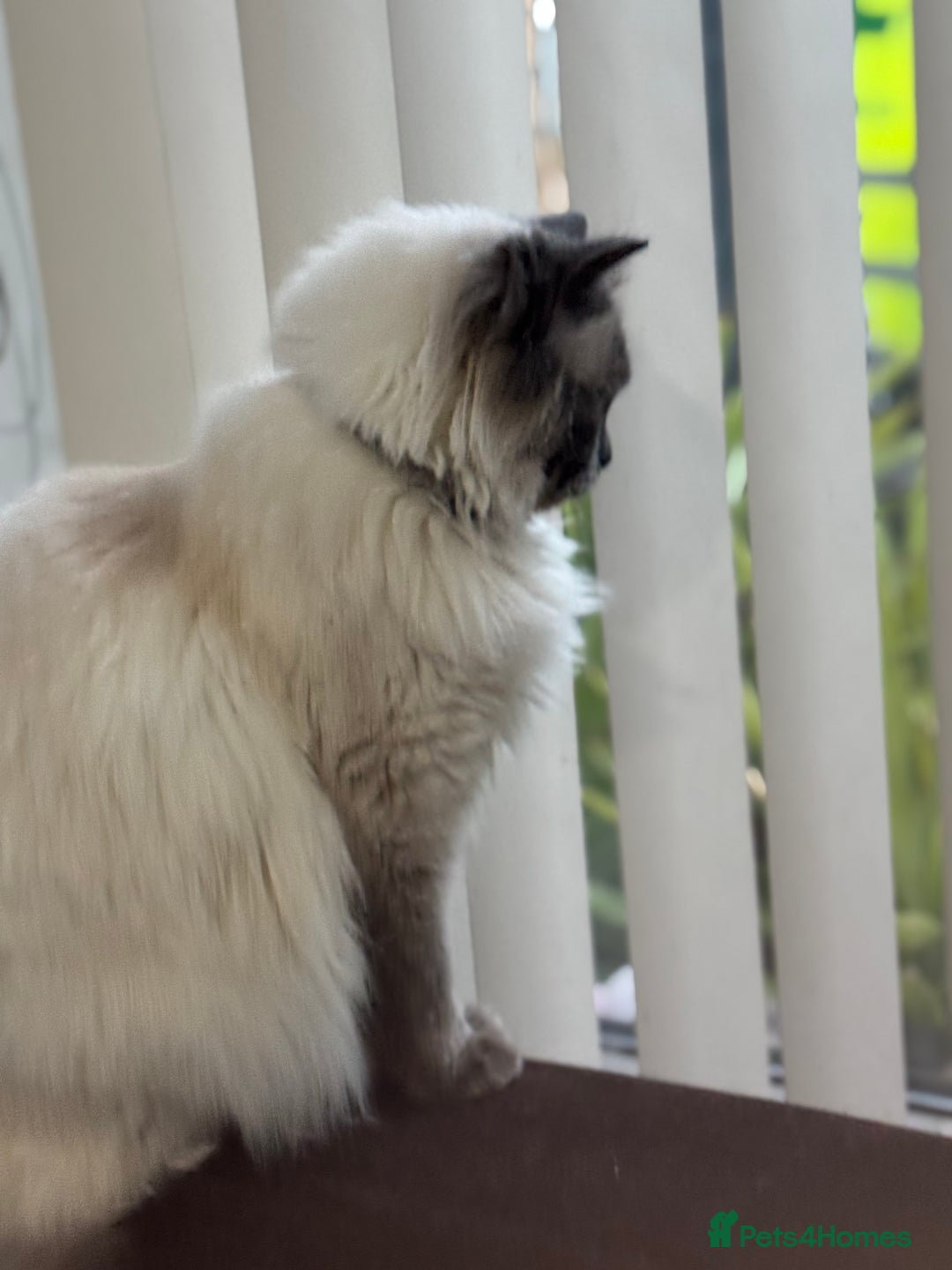 Ragdoll cats for sale: 20 month old  female ragdoll snowie  - Image 2