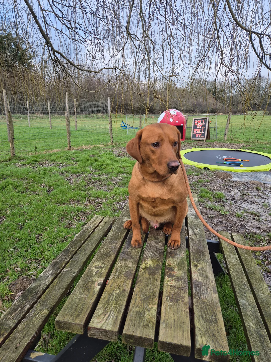 Labrador Retriever dogs for sale: Toady - Fox Red Labrador - Advert 6